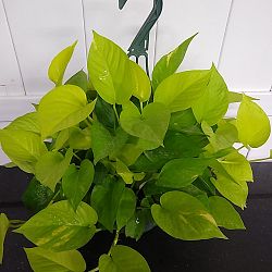 Neon Pothos Neon Pothos