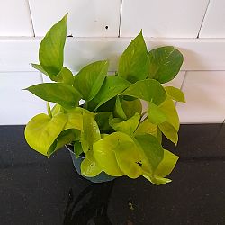 Neon Pothos Neon Pothos