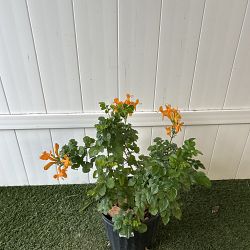 Tecoma Stans 'Orange Jubilee' Tecoma Stans 'Orange Jubilee'