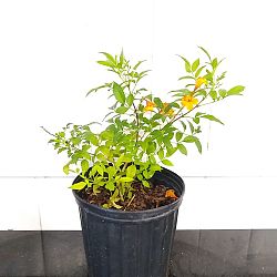 Tecoma Stans 'Orange Jubilee' Tecoma Stans 'Orange Jubilee'