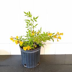 Tecoma Stans 'Orange Jubilee' Tecoma Stans 'Orange Jubilee'