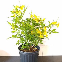 Tecoma Stans 'Orange Jubilee' Tecoma Stans 'Orange Jubilee'