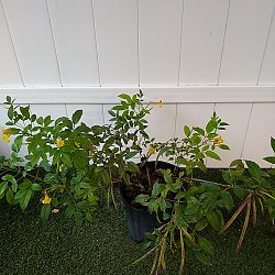 Tecoma Stans 'Orange Jubilee' Tecoma Stans 'Orange Jubilee'