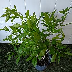 Tecoma Stans 'Orange Jubilee' Tecoma Stans 'Orange Jubilee'