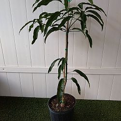 Alphonso Mango Tree Alphonso Mango Tree