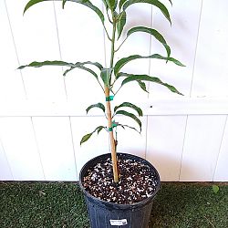 Alphonso Mango Tree Alphonso Mango Tree