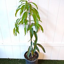 Alphonso Mango Tree Alphonso Mango Tree