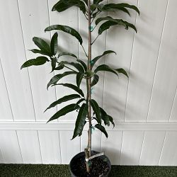 Alphonso Mango Tree Alphonso Mango Tree