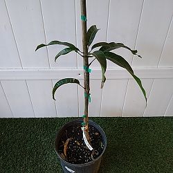 Alphonso Mango Tree Alphonso Mango Tree
