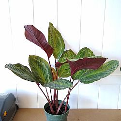 Calathea 'Jungle Cat' Calathea 'Jungle Cat'