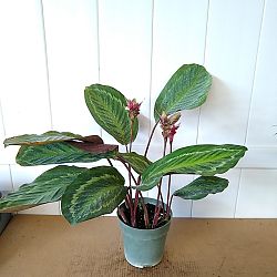 Calathea 'Jungle Cat' Calathea 'Jungle Cat'