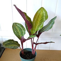 Calathea 'Jungle Cat' Calathea 'Jungle Cat'