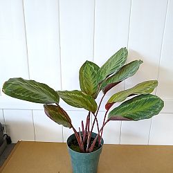 Calathea 'Jungle Cat' Calathea 'Jungle Cat'