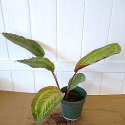 Calathea 'Jungle Cat' Calathea 'Jungle Cat'