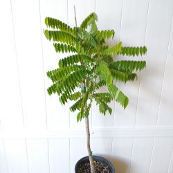 Bilimbi Fruit Tree Bilimbi Fruit Tree