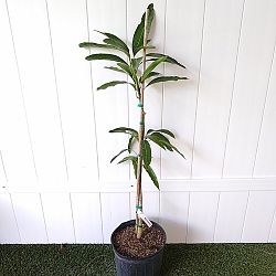 Mallika Mango Tree Mallika Mango Tree