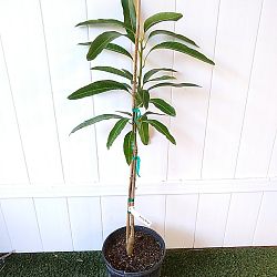 Mallika Mango Tree Mallika Mango Tree