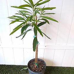 Mallika Mango Tree Mallika Mango Tree