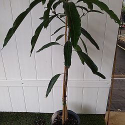 Mallika Mango Tree Mallika Mango Tree