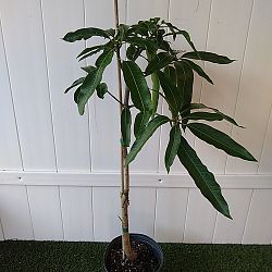 Mallika Mango Tree Mallika Mango Tree