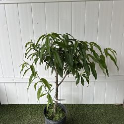 Florida Grande Peach Florida Grande Peach