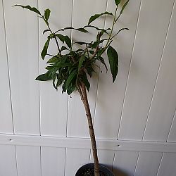 Florida Grande Peach Florida Grande Peach