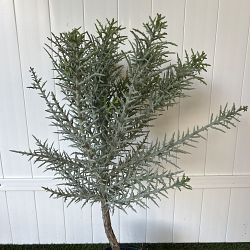 Silver Thicket Cactus Silver Thicket Cactus