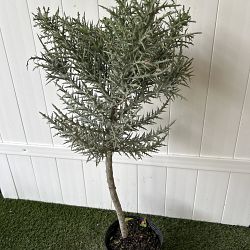 Silver Thicket Cactus Silver Thicket Cactus