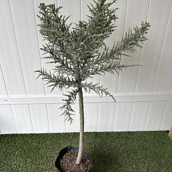 Silver Thicket Cactus Silver Thicket Cactus