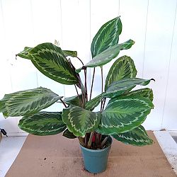 Oncore Calathea Oncore Calathea