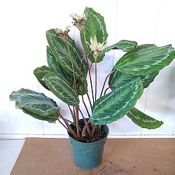 Oncore Calathea Oncore Calathea