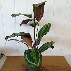 Oncore Calathea Oncore Calathea
