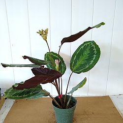 Oncore Calathea Oncore Calathea