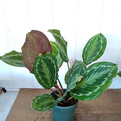 Oncore Calathea Oncore Calathea