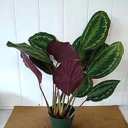 Oncore Calathea Oncore Calathea