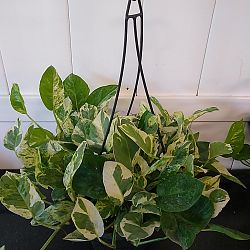 Pearls & Jade Pothos Pearls & Jade Pothos