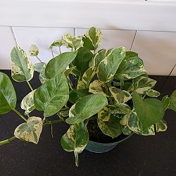 Pearls & Jade Pothos Pearls & Jade Pothos