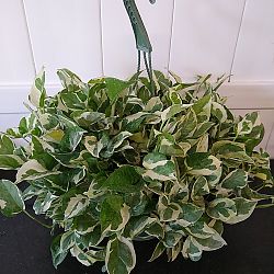 Pearls & Jade Pothos Pearls & Jade Pothos