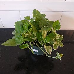 Pearls & Jade Pothos Pearls & Jade Pothos