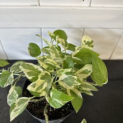 Pearls & Jade Pothos Pearls & Jade Pothos