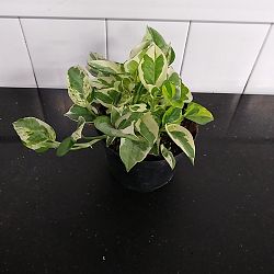 Pearls & Jade Pothos Pearls & Jade Pothos