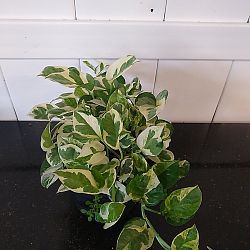 Pearls & Jade Pothos Pearls & Jade Pothos
