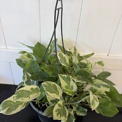 Pearls & Jade Pothos Pearls & Jade Pothos