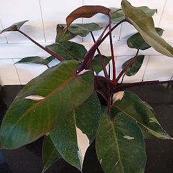 Philodendron 'Pink Princess' Philodendron 'Pink Princess'