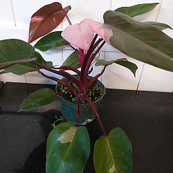 Philodendron 'Pink Princess' Philodendron 'Pink Princess'