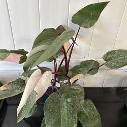 Philodendron 'Pink Princess' Philodendron 'Pink Princess'