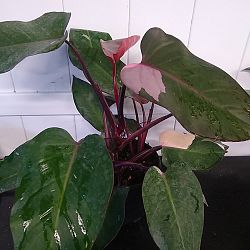 Philodendron 'Pink Princess' Philodendron 'Pink Princess'