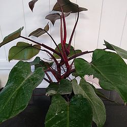 Philodendron 'Pink Princess' Philodendron 'Pink Princess'