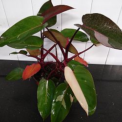 Philodendron 'Pink Princess' Philodendron 'Pink Princess'