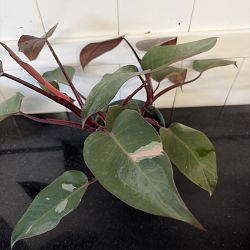 Philodendron 'Pink Princess' Philodendron 'Pink Princess'